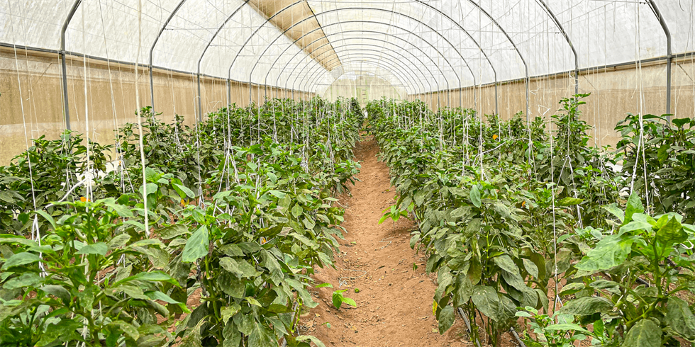 Call For Fabrics: My Story of Food - On The Farm!